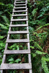 Leiter West Coast Trail bei Carmanah